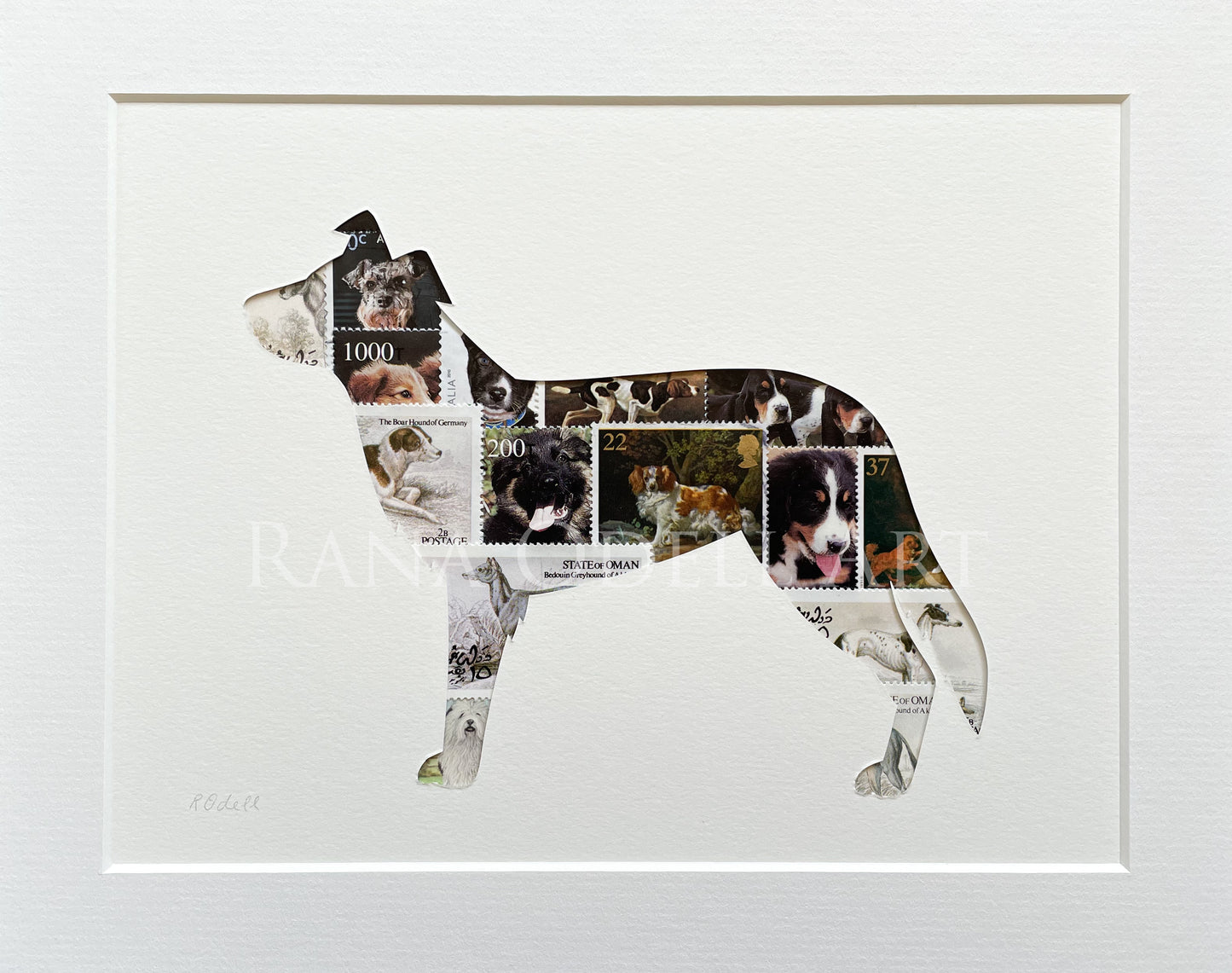 Border Collie, 8x10 inches