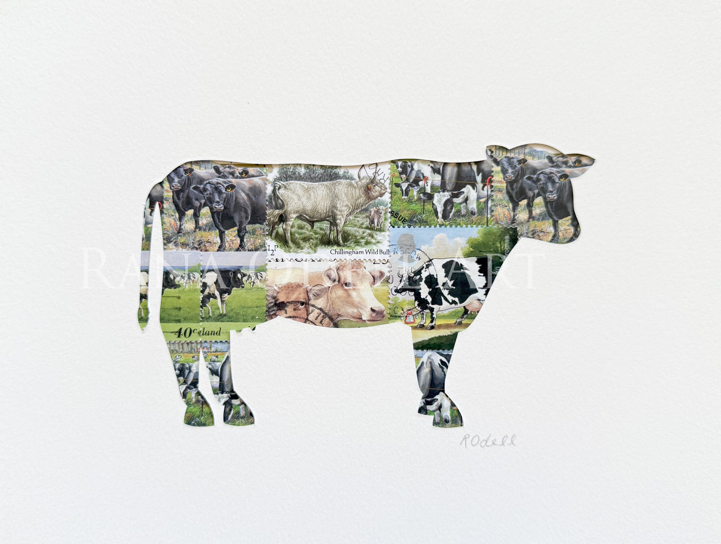 Cow - Belted Galloway, 6x8 inches