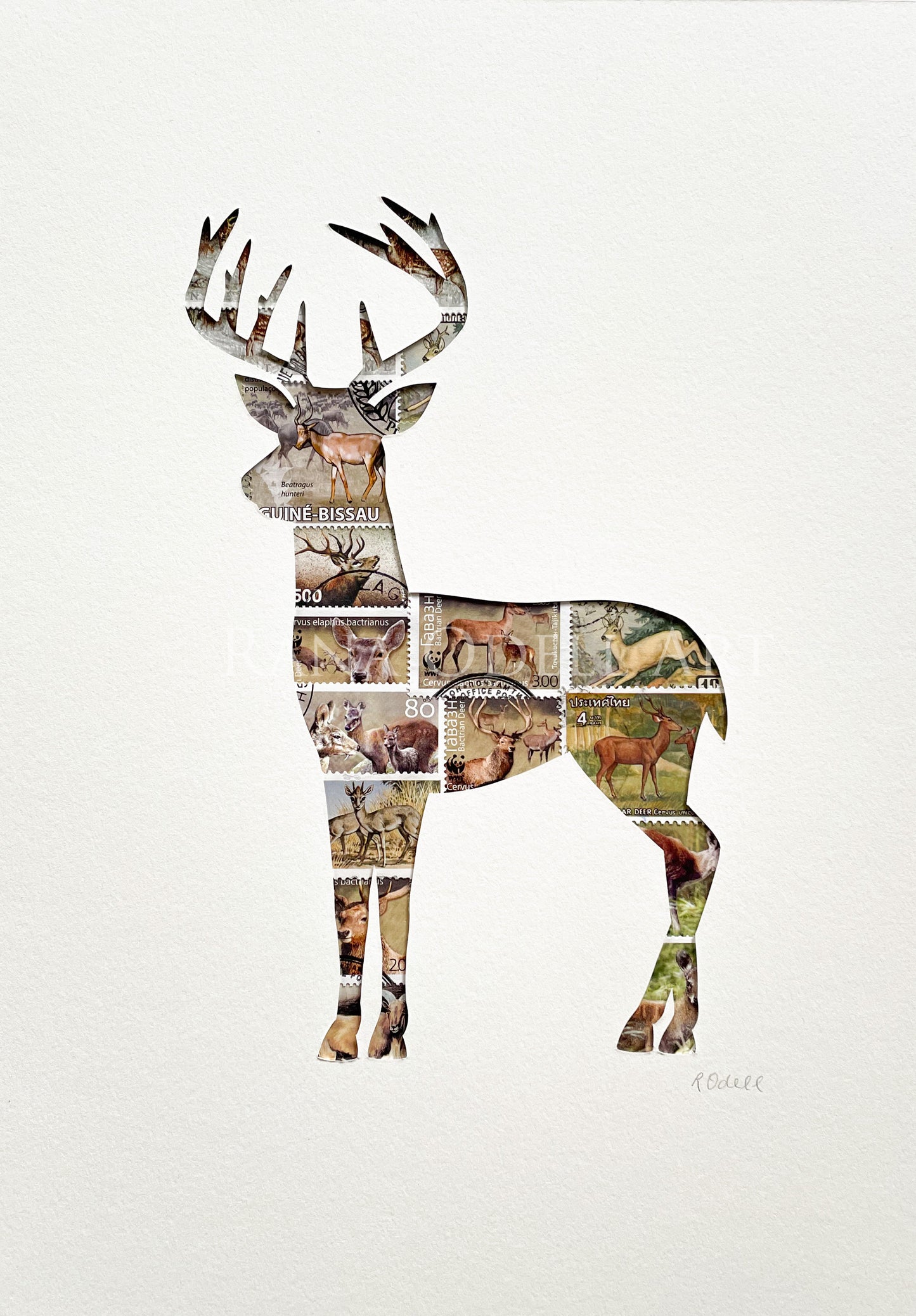 Deer, A4
