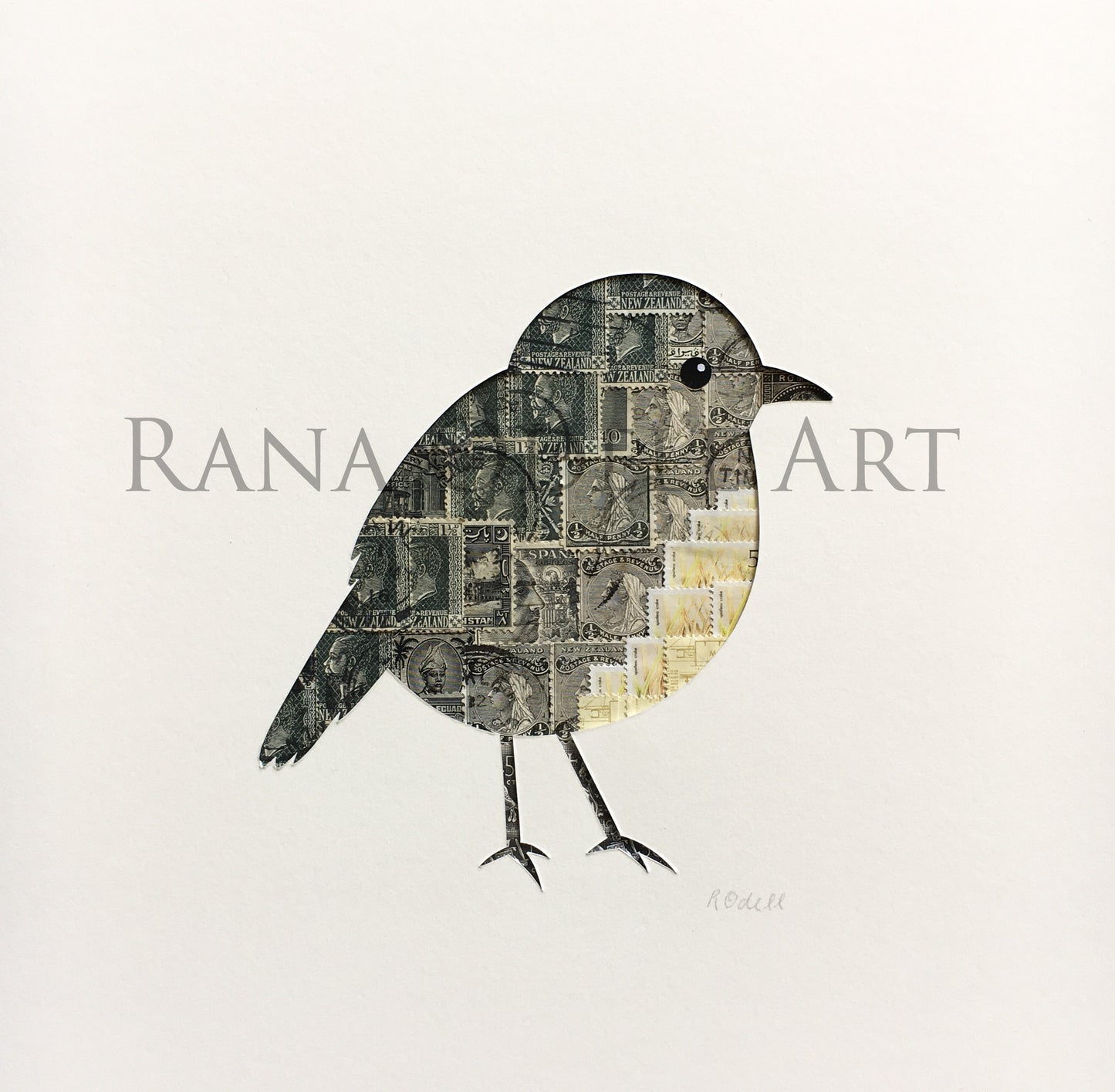 South Island Robin