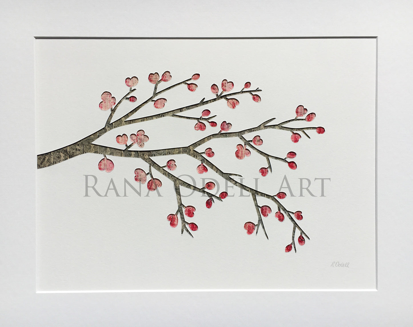 Cherry Blossoms