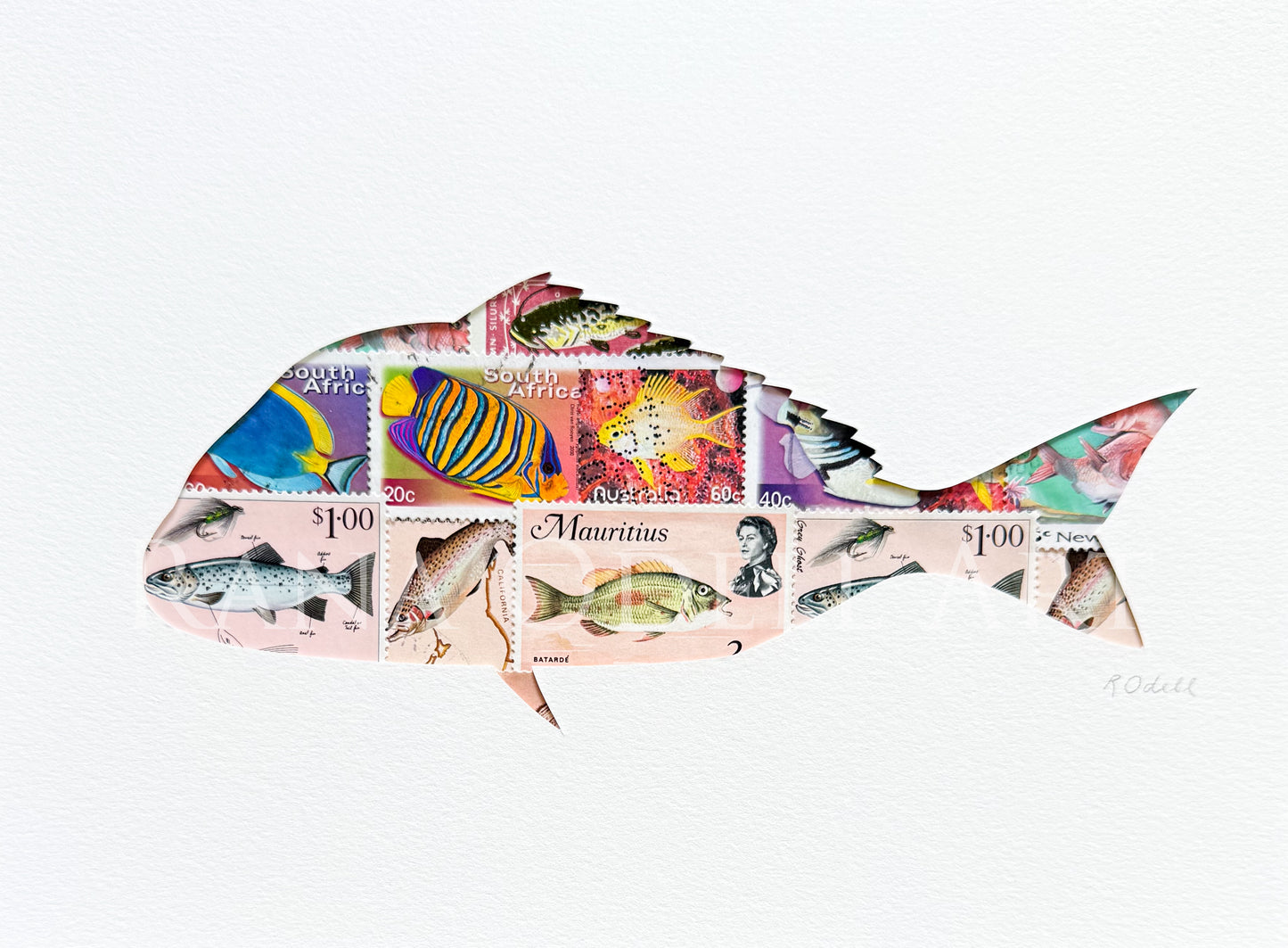 Snapper, 6x8 inches