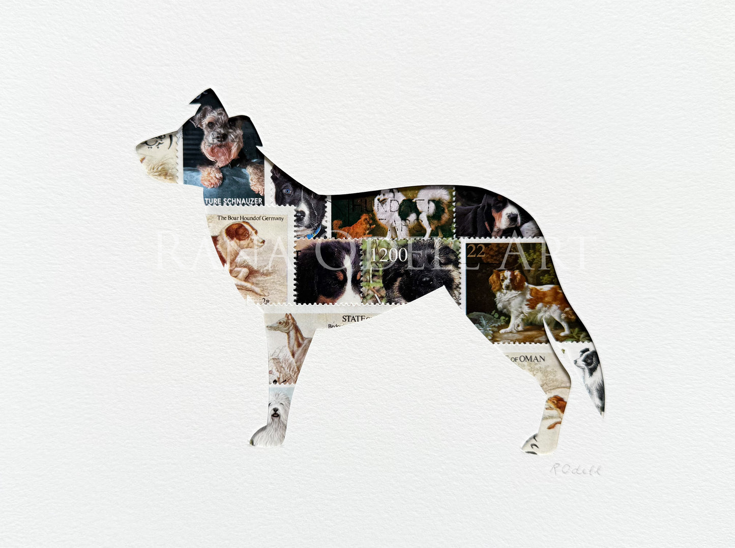 Border Collie, 6x8 inches