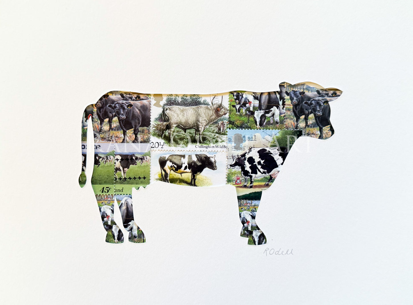 Cow - Belted Galloway, 6x8 inches
