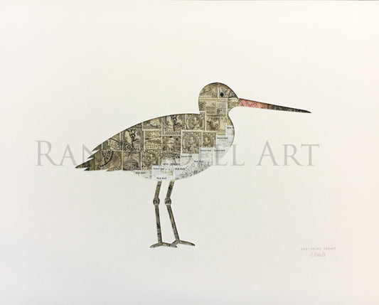 Godwit - bird