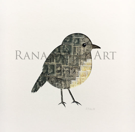 South Island Robin