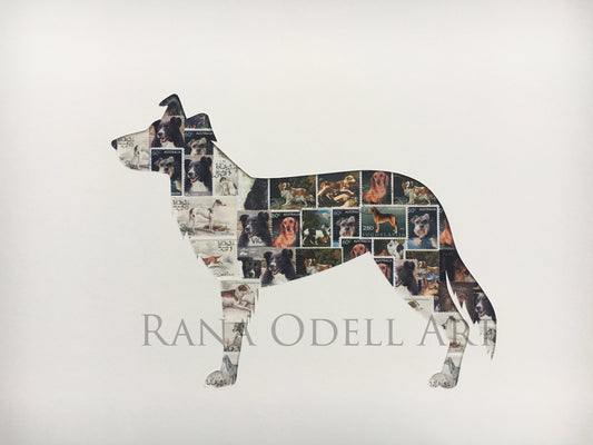 Border Collie